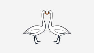 Are Whooper Swans Aggressive