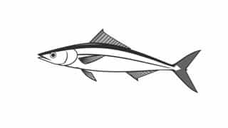 Daiwa Double Clutch Garfish