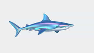 Full Grown Iridescent Shark