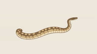 Male Reticulated Python Size