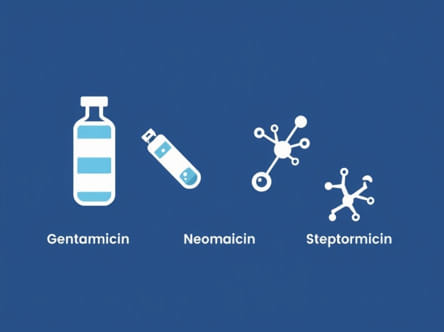 Gentamicin Amikacin Tobramycin Neomycin And Streptomycin