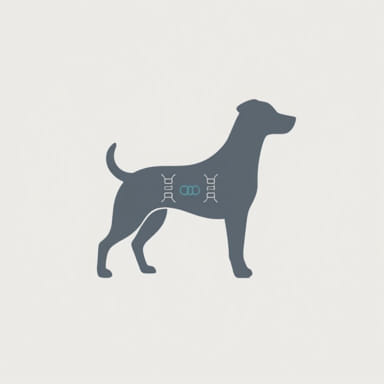 Number Of Chromosomes In Haploid Cells In A Dog