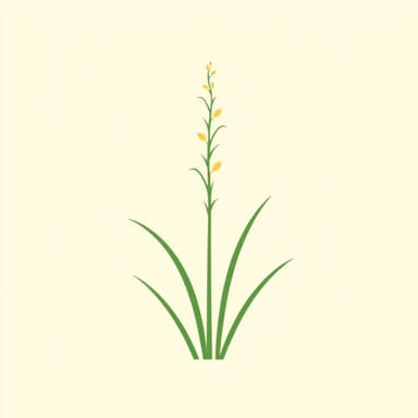 The Benefits Of Lemon Grass