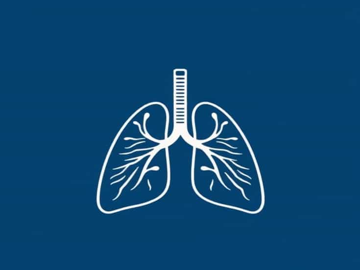 Nell'Apparato Respiratorio Umano La Trachea Conduce