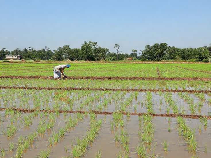 Objective Of Puddling In Paddy Cultivation