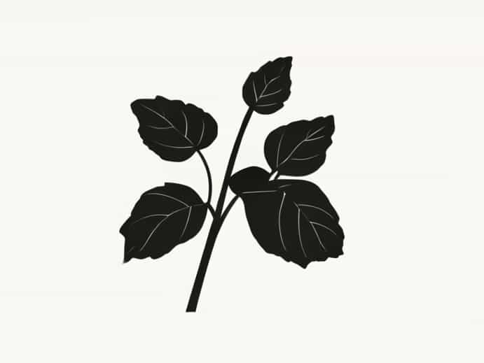 Black Nightshade In Hindi