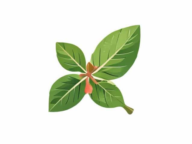 Does Wintergreen Help With Nausea