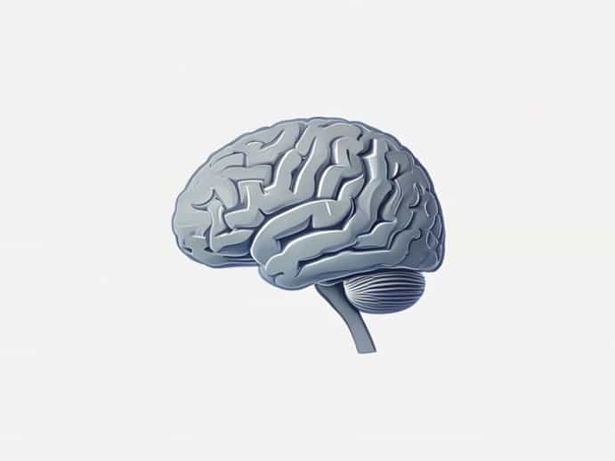 Uvulonodular Fissure Of Cerebellum
