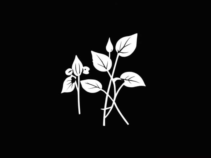 What Is Black Nightshade