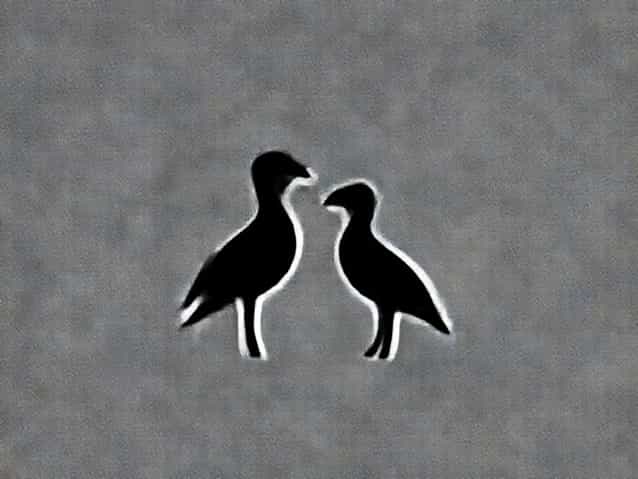 A Protrudes At The Base Of The Skull