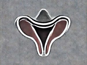 Urogenital Sinus Embryological Origin - Sanalmagaza