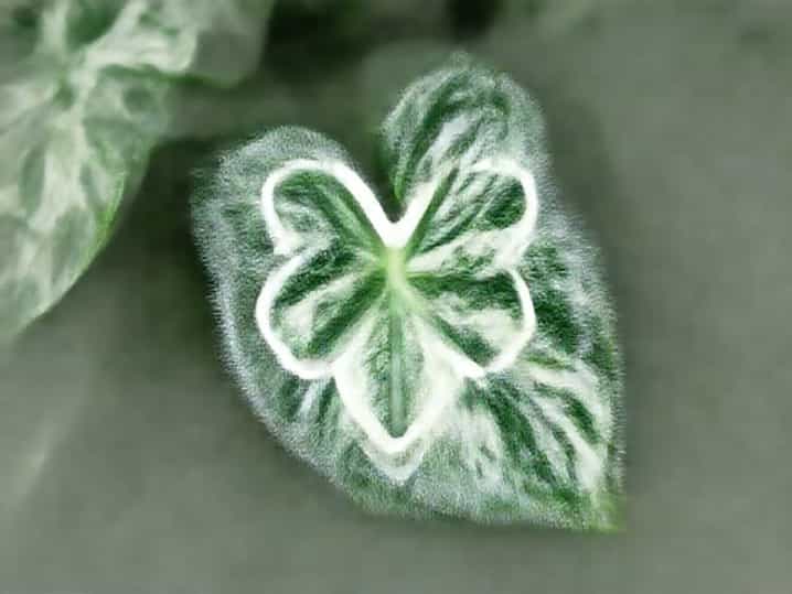 Variegated Philodendron Fuzzy Petiole