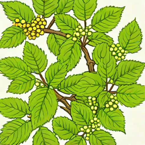 Leatherleaf Viburnum Growth Rate