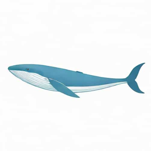 Blue Whale Baleen Size