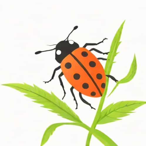 Is A Ladybug An Aphid
